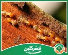 شركة مكافحة النمل الابيض بالرياض